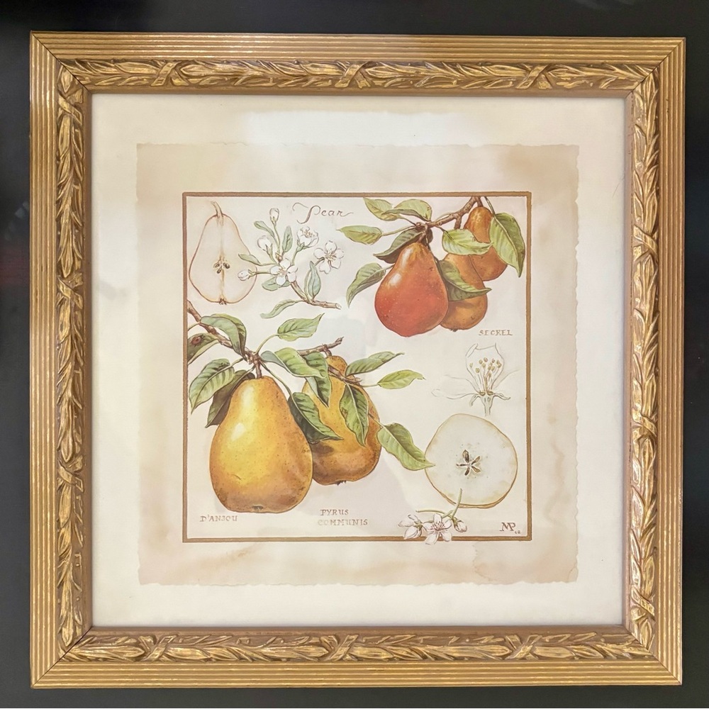 Southern Living At Home Pear with Lady Bug Framed Print by Meg Page